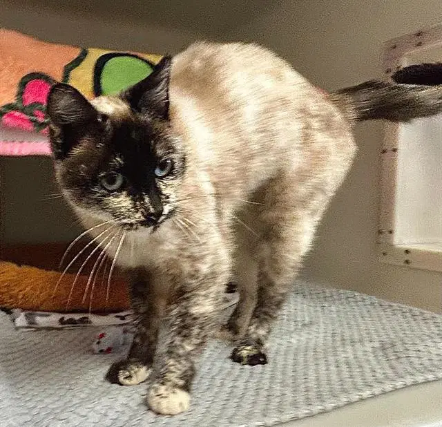 Calipso - Domestic Short Hair