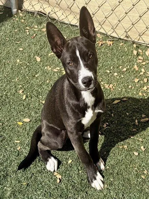 Willow - Australian Kelpie