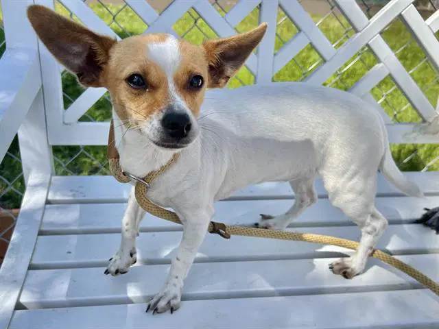 Chiquis - Chihuahua