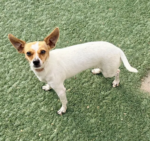 Chiquis - Chihuahua