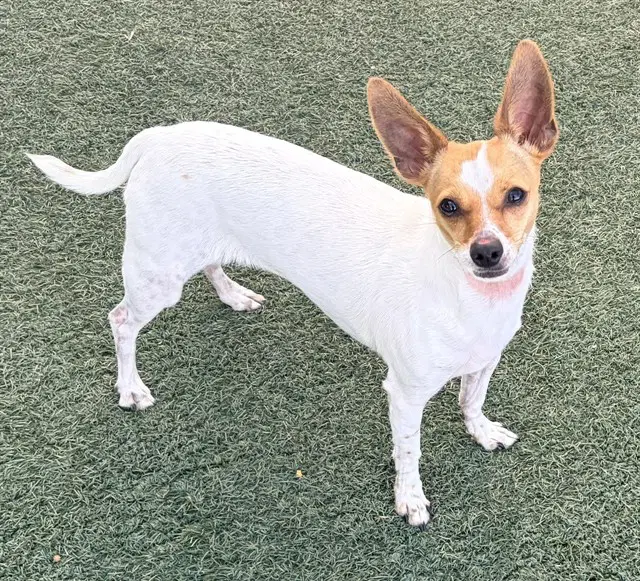 Chiquis - Chihuahua