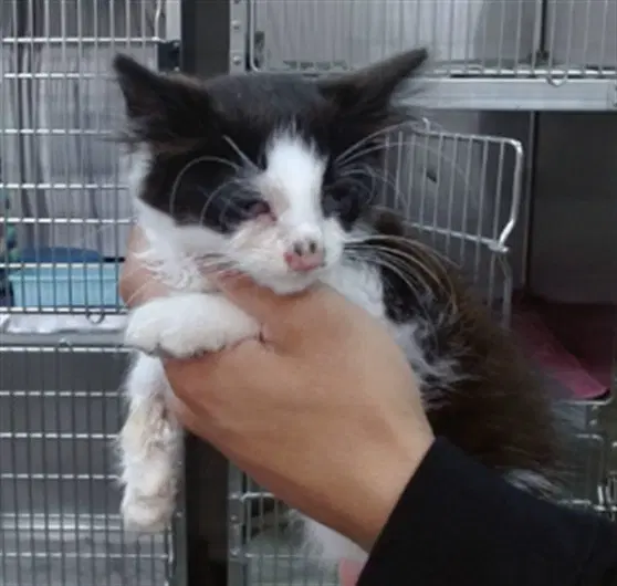 Anwen - Domestic Medium Hair