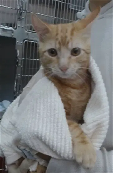 Marco - Domestic Short Hair
