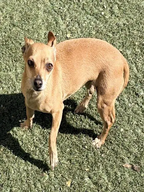 Dalia - Chihuahua