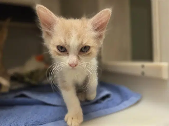 Charlie - Domestic Medium Hair
