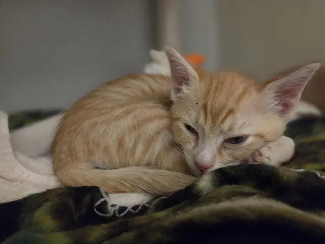 Freddie - Domestic Short Hair