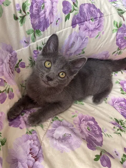 Milo - Domestic Medium Hair