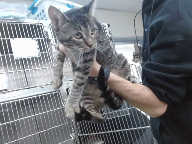 Greta - Domestic Short Hair