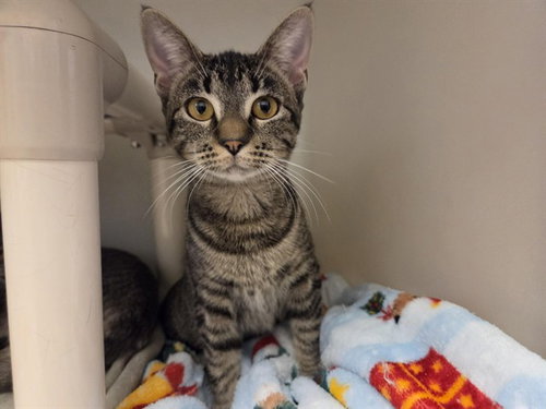 Greta, Domestic Short Hair (medium coat)