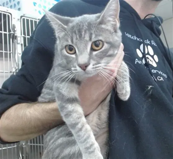Evie - Domestic Short Hair
