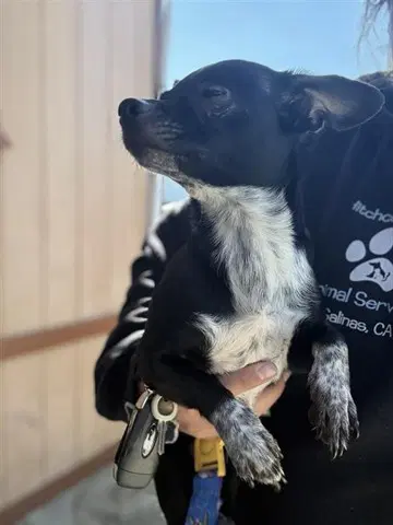 Nala - Chihuahua