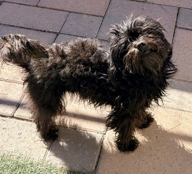 Nemo - Shih Tzu