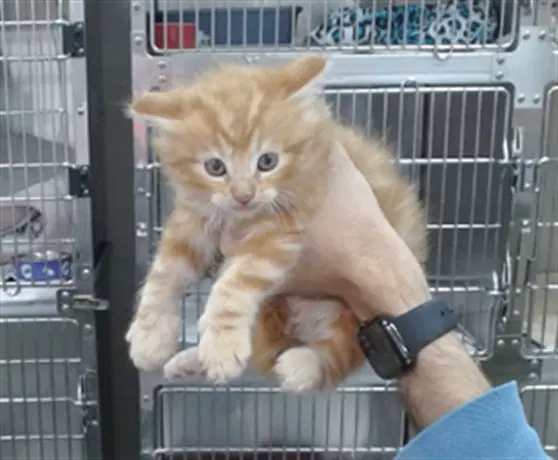 Floof - Domestic Medium Hair