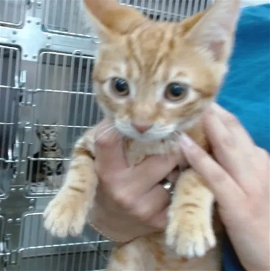 Rowan - Domestic Short Hair