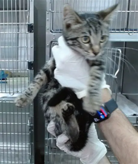 Sabrina - Domestic Short Hair
