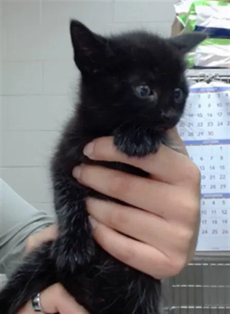 Salem - Domestic Short Hair