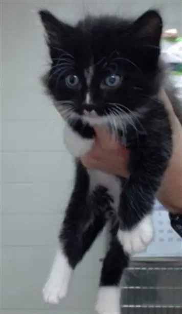 Hex - Domestic Medium Hair