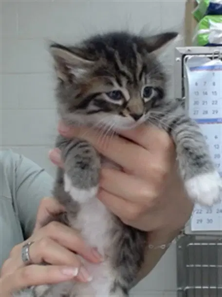 Vesper - Domestic Medium Hair
