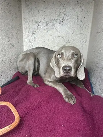 Adelaide - Weimaraner
