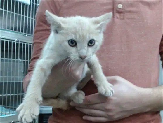 Rue - Domestic Short Hair