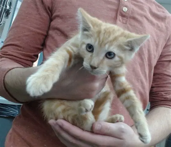 Remy - Domestic Short Hair