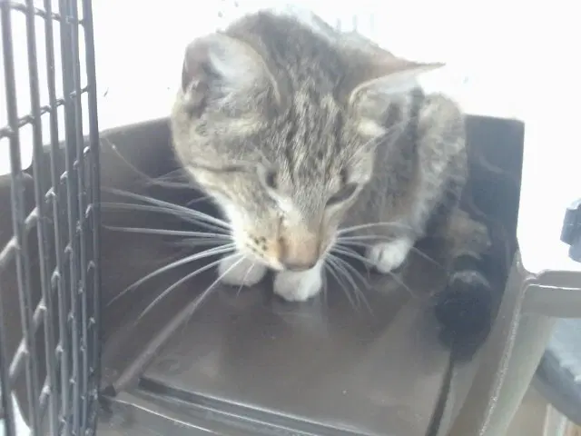 Theia - Domestic Short Hair