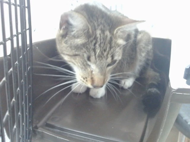 Theia