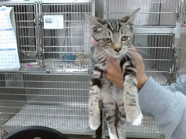 Jackson - Domestic Short Hair