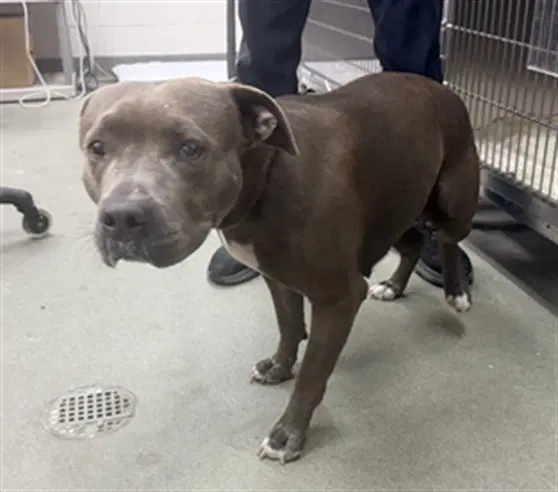 Nala - Pit Bull Terrier
