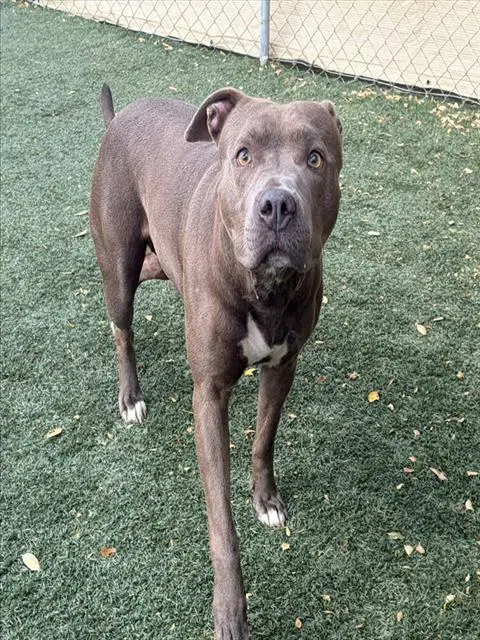 Nala - Pit Bull Terrier