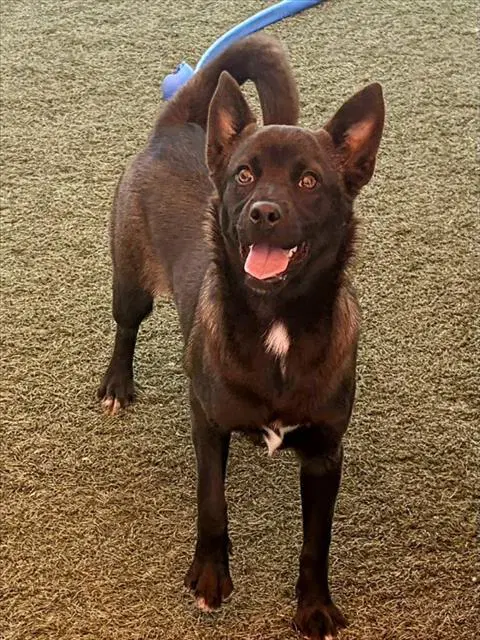 Lumi - Australian Kelpie