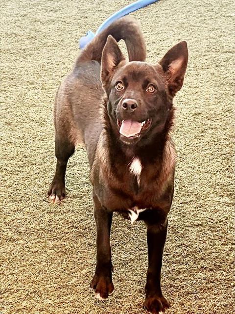 Lumi, Australian Kelpie / Chihuahua / Mixed (medium coat)