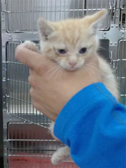 Peaches - Domestic Short Hair