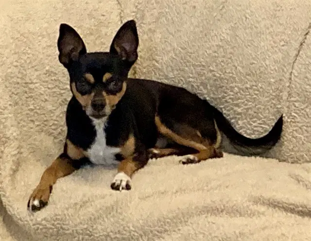Gage - Chihuahua