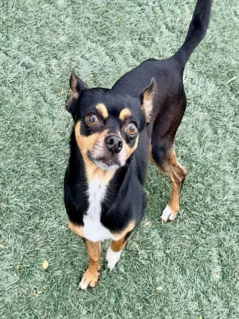 Gage - Chihuahua