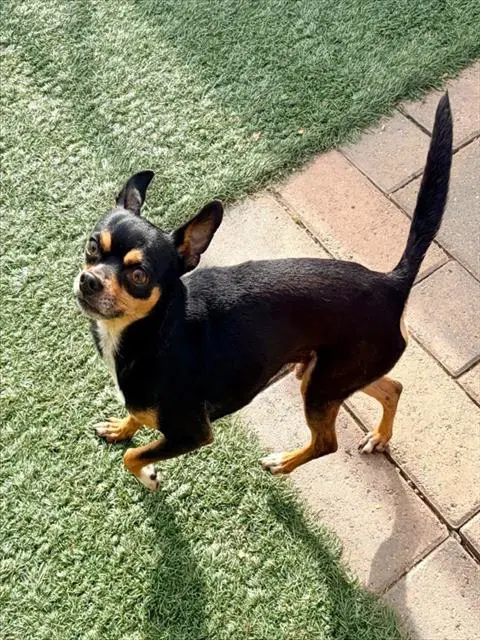 Gage - Chihuahua