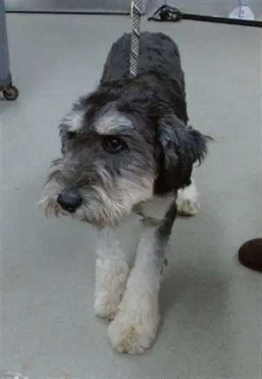 Cosmo - Poodle (Standard)