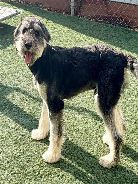 Cosmo - Poodle (Standard)