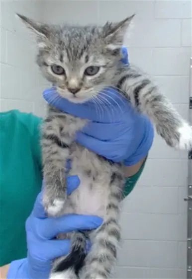 Rain - Domestic Short Hair