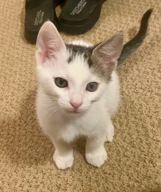 Oliver