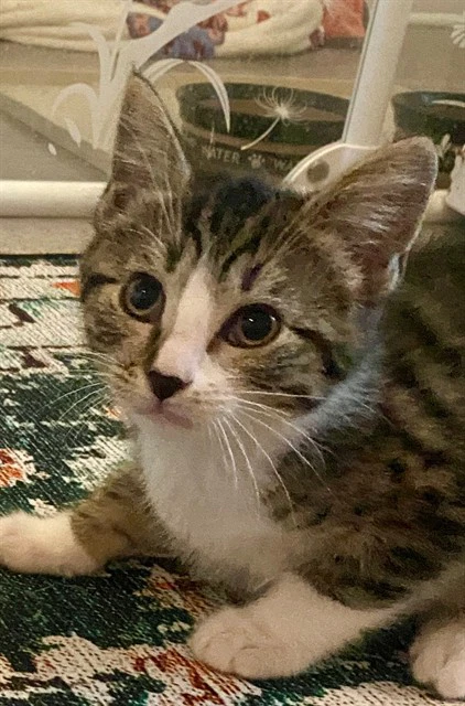 Oscar