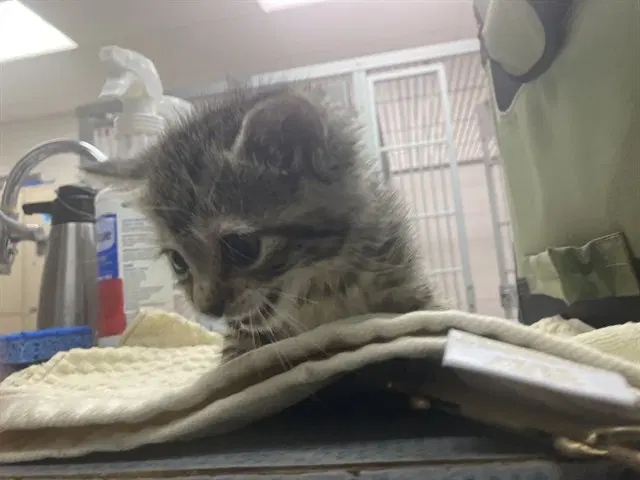 Iris - Domestic Short Hair