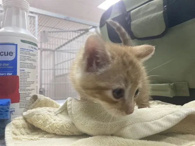 Cody - Domestic Medium Hair