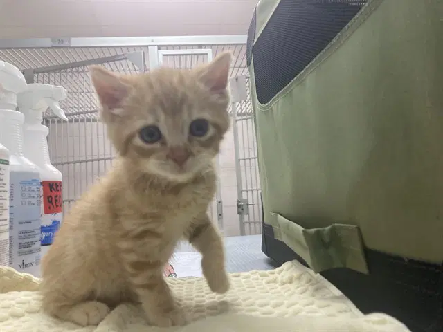 Enzo - Domestic Medium Hair
