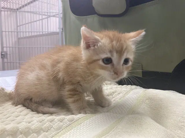 Ken - Domestic Medium Hair