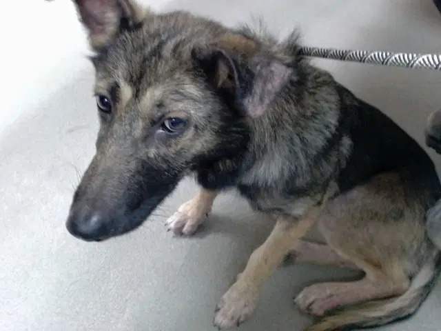 Nerissa - German Shepherd Dog