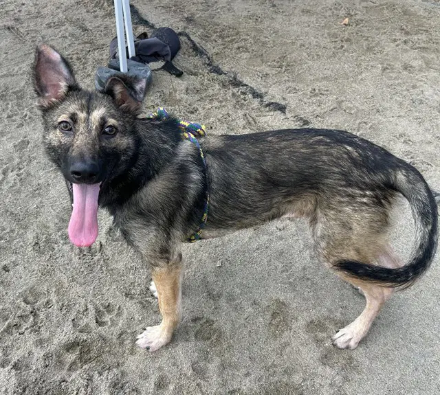 Nerissa - German Shepherd Dog