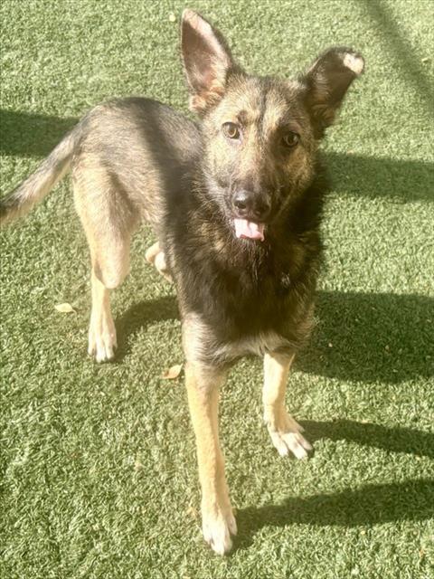 Nerissa, German Shepherd Dog / Mixed (medium coat)