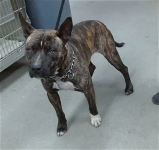 Leon - Pit Bull Terrier