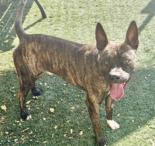 Leon, Pit Bull Terrier / Mixed (medium coat)